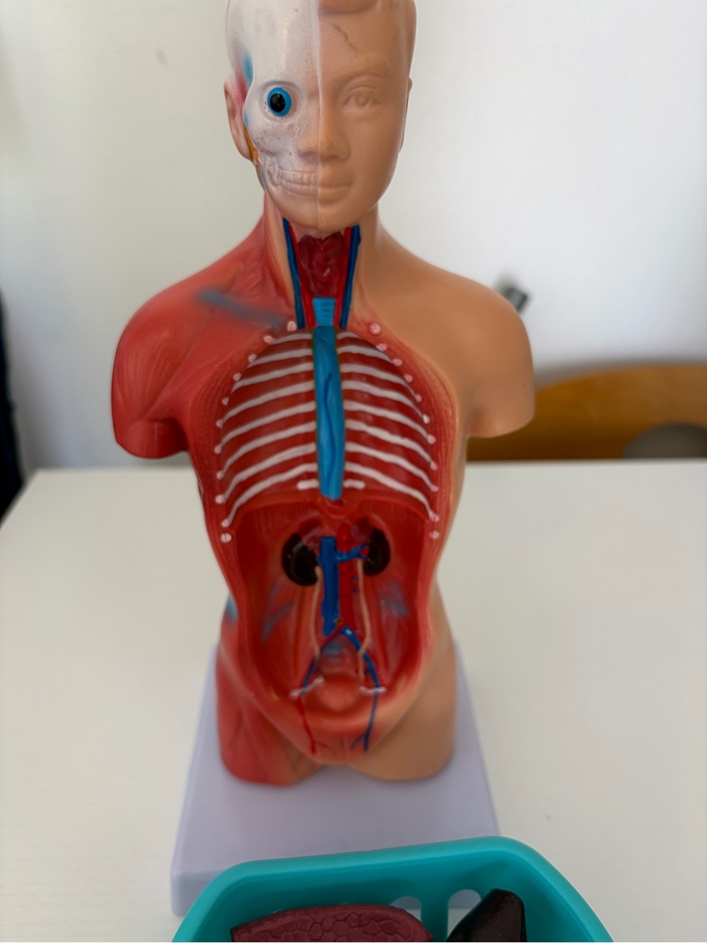 Anatomical Torso Model - Red and Flesh Educational Figurine
